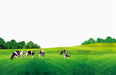 Hd Group Of Cows On Green Grass Field Png Grass Field Green Grass Field