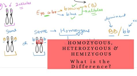 Difference Between Homozygous And Heterozygous