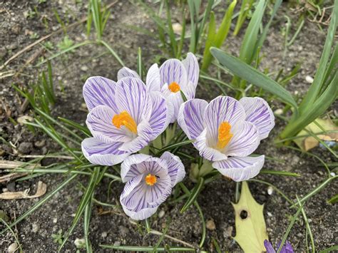 Crocus Spring Blossom Free Photo On Pixabay Pixabay