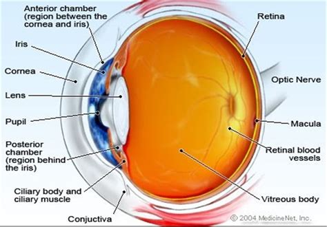 Most Detailed Molecular Map for Eye Disease - Tasnim News Agency