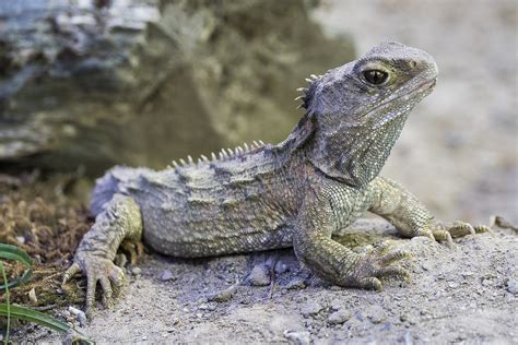 Tuatara Teeth