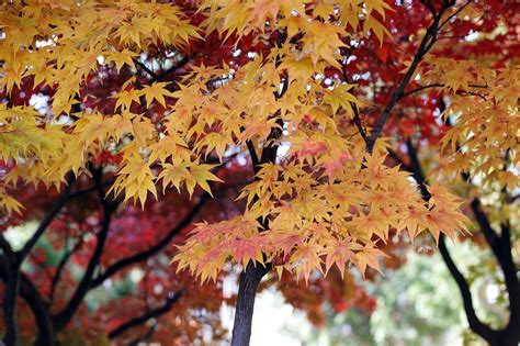 Feuilles D Automne Automne Feuille Photo Gratuite Sur Pixabay Pixabay