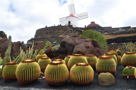 Zdjęcia Lanzarote Wyspy Kanaryjskie Ogród kaktusów Jardin de Cactus