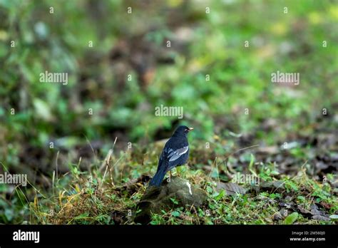 Grey Winged Blackbird Or Turdus Boulboul Bird Closeup In Natural Green