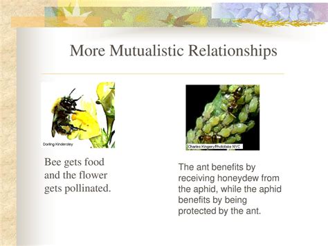 Ecology A Look At The Basics Ppt Download