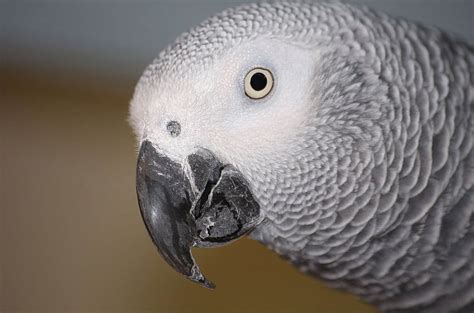 African Grey Parrot HD Wallpaper Pxfuel