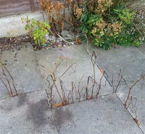 Japanese Knotweed Control in Croydon 2 - Japanese Knotweed Expert ...