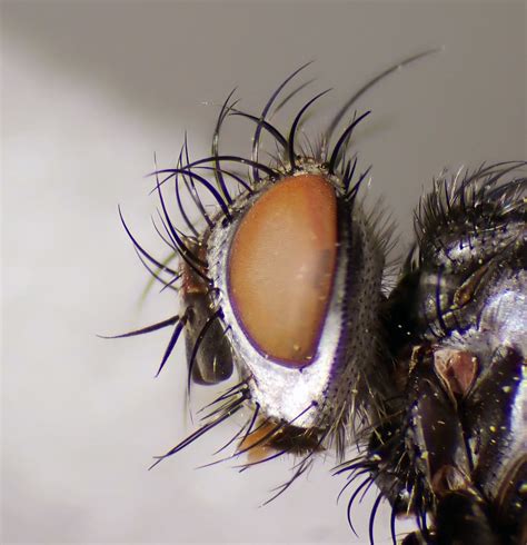 Athrycia Trepida Pale Palps Female Head Kenfig Dunes Flickr