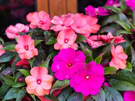 New Guinea Impatiens Planting Guide At Michael Long Blog