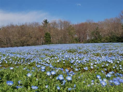 約10万本の”ネモフィラ”が開花。4月上旬の全面見頃がまもなくです！（国営武蔵丘陵森林公園） 西武造園株式会社のプレスリリース