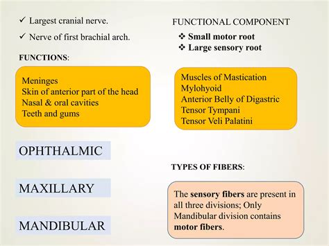 Trigeminal Nerve Ppt