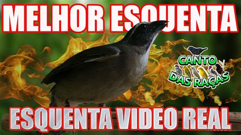 Esquente Seu Trinca Ferro Frio Viagrinha Youtube