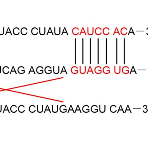 Target Gene Of Mir P Was Pten A Targetscan Predicted A