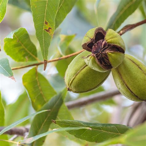 Pecan Nut Tree | Carya Illinoinensis – Cape Garden Online