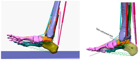 Applied Sciences Free Full Text Balanced Foot Dorsiflexion Requires