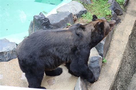 動物図鑑 エゾヒグマursus Arctos Yesoensis 動物園and水族館に行こう！！