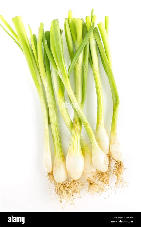 Spring Onions Hi Res Stock Photography And Images Alamy