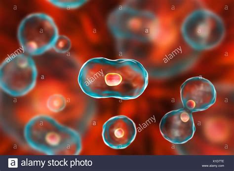 Cell Dividing Mitosis High Resolution Stock Photography And Images Alamy