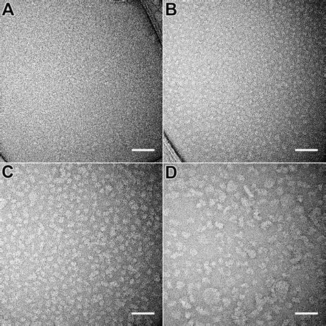 Negatively Stained Tem Images Of All Four Forms Of Hper C A Dimer