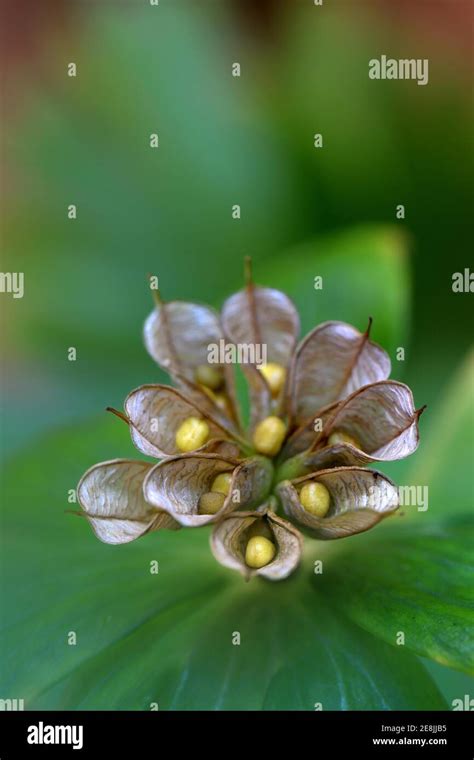 Winter Aconite Eranthis Hyemalis Inflorescence With Ripe Open Bellows