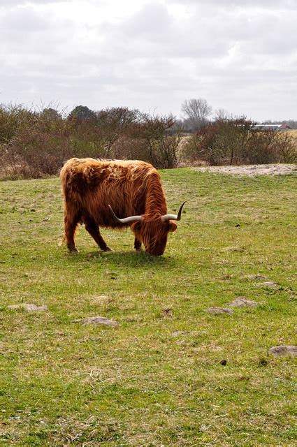 Highlander Vache Bovins Photo Gratuite Sur Pixabay Pixabay