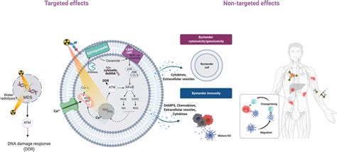 Overview Of Targeted And Non Targeted Effects Of Radiation