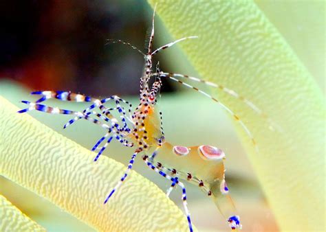 Spotted Cleaner Shrimp Underwater Life Water Wonders Sea Fish