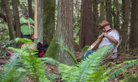 Cedar Bark Harvesting Northwest Treaty Tribes
