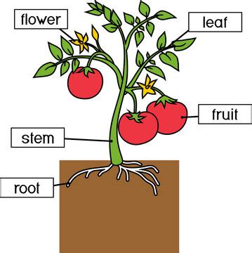 "Parts Of Plant" Images – Browse 377 Stock Photos, Vectors, and Video ...