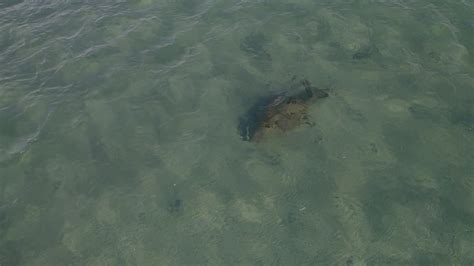 Premium Stock Video Dugong On Clear Sea Water In Great Barrier Reef