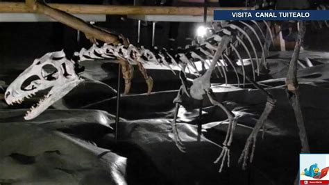 Hallan A Primo Peque O Del T Rex Med A Solo Un Metro Youtube