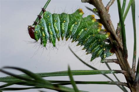 Chinese Luna Moth: Identification, Life Cycle, Facts & Pictures