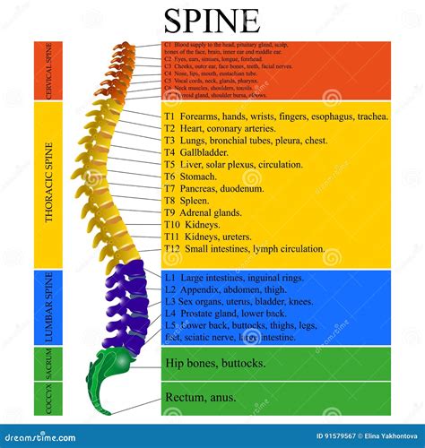 Diagram Of A Human Spine With The Name And Description Of All Sections