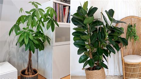 Inspiradores NOMBRES Para Tus Plantas De Interior Descubre La Belleza