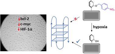 Downregulation Of Gene Expression In Hypoxic Cancer Cells By An