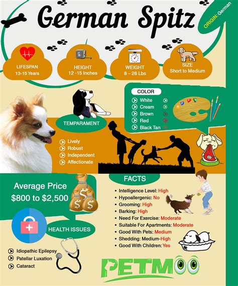 German Spitz – Unique Facts And Dog Breed Information - Petmoo