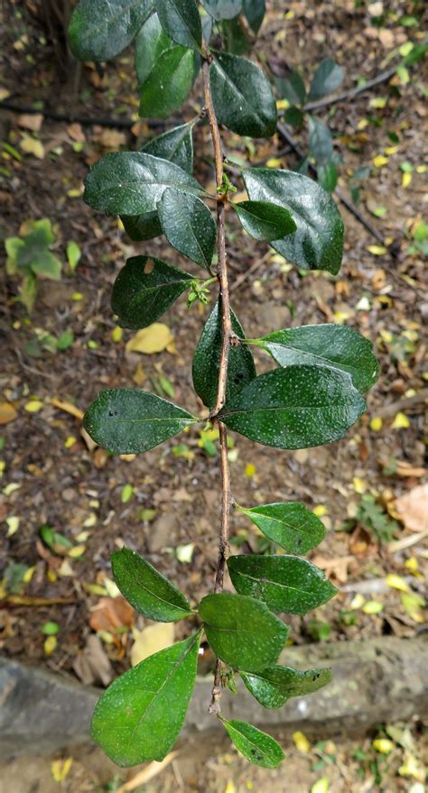 Ehretia Microphylla Lam Fukien Tea World Flora Pl Ntnet Identify