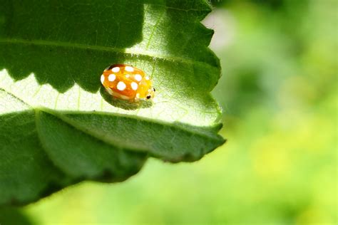 Les coccinelles à points blancs Nature en ville à Cergy Pontoise