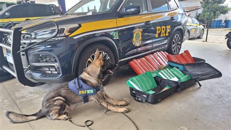 Cão farejador da PRF encontra 50 Kg de maconha em bagageiro de ônibus