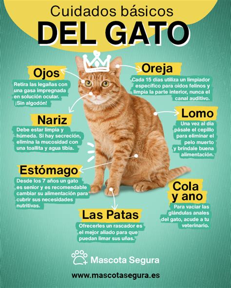 Son Los Gatos M S F Ciles De Cuidar Que Los Perros