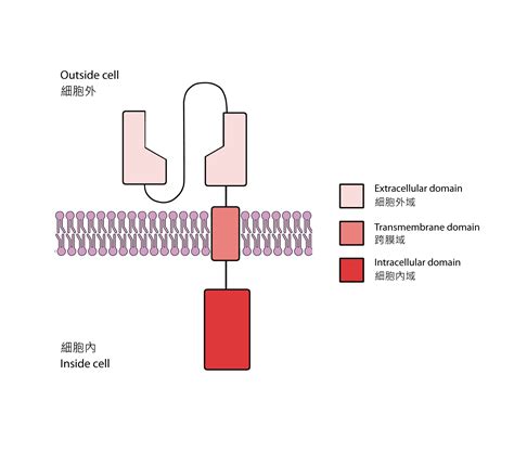 Car T Cells The Programmed Cancer Killer