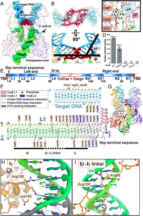 Target Dna Distortions And Transposon End Binding Sequence Requirements