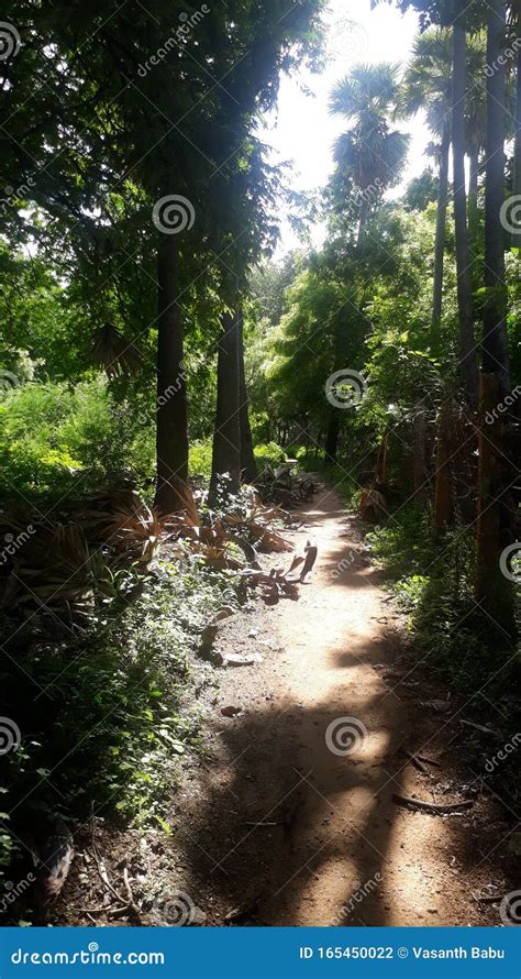 Forest area in Tamil Nadu stock photo. Image of green - 165450022