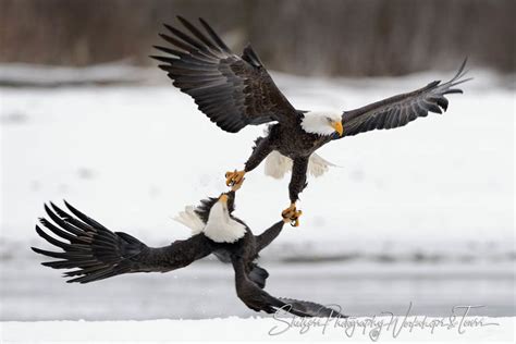 Bald Eagle talons locked at Chilkat Bald Eagle Preserve - Shetzers ...