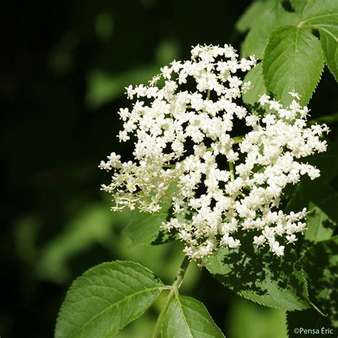 Sambucus Nigra Drbeckmann