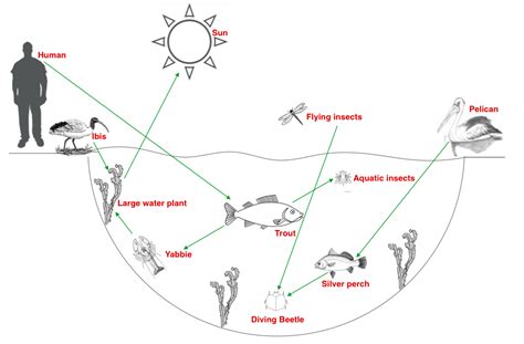 Food Webs Mangroves