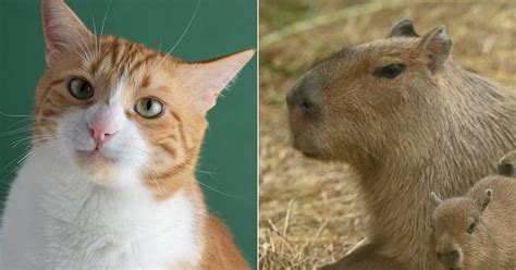 A Bunch Of Capybaras Adopted A Stray Orange Cat In Malaysia And Now It