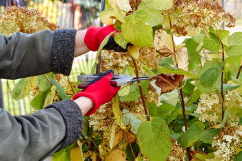 Les hortensias commencent à faner un peu partout ne ratez pas le