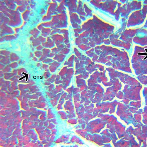 Section Of Pancreas Of Normal Control Rats Group I Stained With