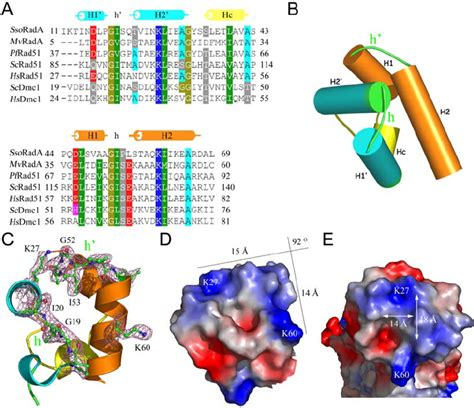 Structure Of The N Terminal Domain Ntd A Sequence Alignment Of